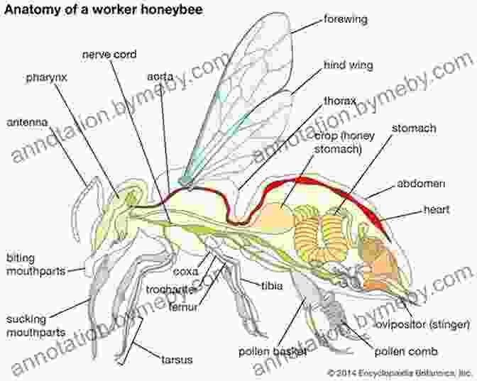 A 3D Model Diagram Of A Bee's Anatomy Practical Microscopy For Beekeepers Don Harris