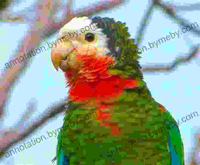 A Birdwatcher Observing A Bahama Parrot In The Lush Vegetation Of Andros Bahamas Andros Bahamas Travel Guide W David Baird