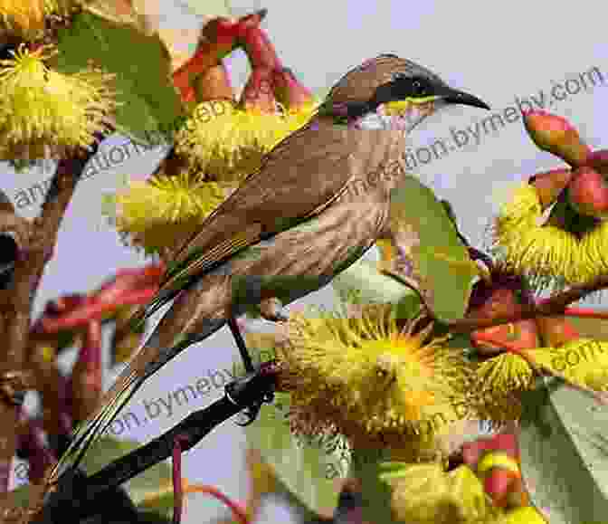 A Close Up Photograph Of A Western Australian Bird Perched On A Branch BIRDS OF WESTERN AUSTRALIA DRMW