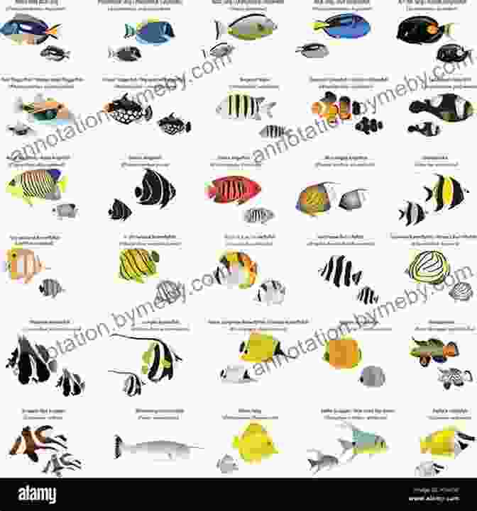 A Collage Of Various Fish Species, Highlighting Their Unique Characteristics And The Techniques Needed To Target Them Wet Flies: Fishing (Solution Book)