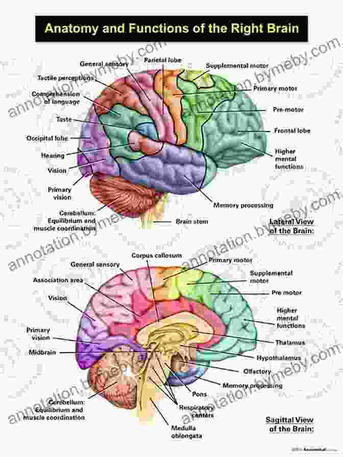 A Detailed Diagram Of The Human Brain, Showcasing Its Intricate Structures And Connections. Neuroscience For Dummies Frank Amthor