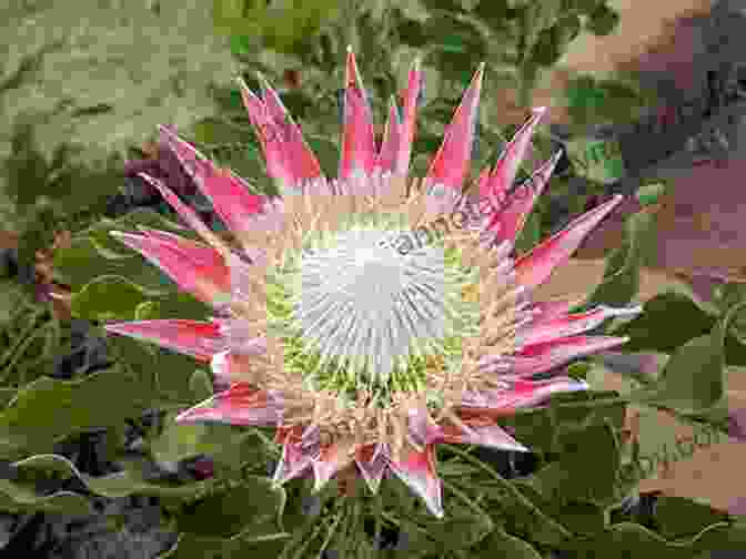 A Diverse Assemblage Of Proteaceae Species Showcasing Their Extraordinary Forms Banksia Grevillea And The Other Proteaceae Of Western Australia