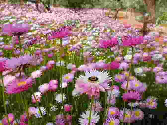 A Field Of Blooming Daisies In Western Australia DAISIES And The Asteraceae Of Western Australia