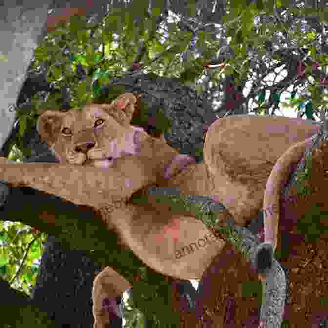 A Lion Relaxing In The Shade, Challenging The Assumption Of Their Dominance Everything You Know About Animals Is Wrong (Everything You Know About )