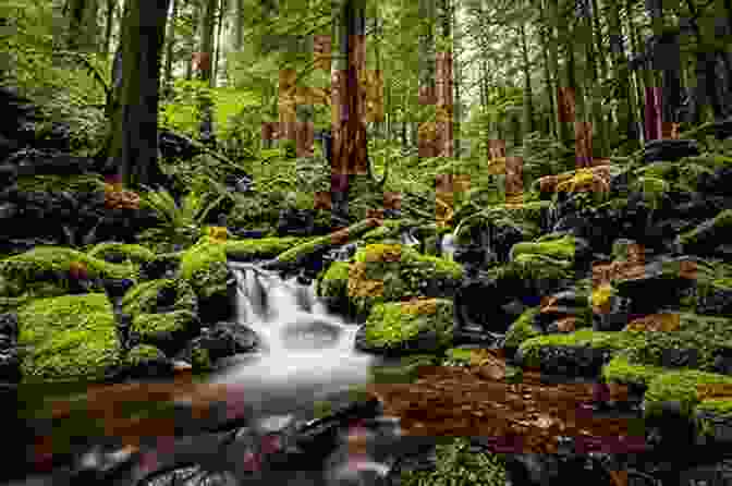 A Lush Rainforest In The Olympic Peninsula Washington S History Revised Edition: The People Land And Events Of The Far Northwest (Westwinds Press Pocket Guide)