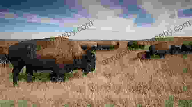 A Majestic Herd Of Bison Running Across The Sprawling Plains Of North America Where The Buffalo Roam: Bison In America (Smithsonian)