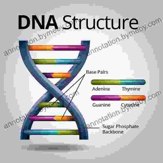 A Model Of The DNA Molecule The Story Of Evolution In 25 Discoveries: The Evidence And The People Who Found It