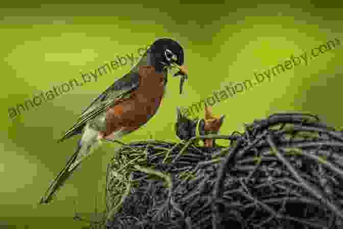 A Photograph Of A Western Australian Bird Feeding Its Young BIRDS OF WESTERN AUSTRALIA DRMW