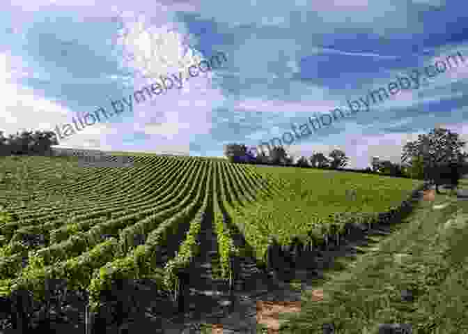 A Picturesque View Of A Vineyard In The Loire Valley, France DK Eyewitness Road Trips France (Travel Guide)