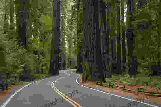 A Scenic Road Trip Through A Forest The Forest Feast Road Trip: Simple Vegetarian Recipes Inspired By My Travels Through California