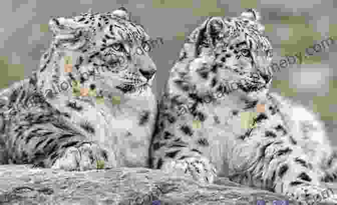 A Snow Leopard Prowls In The Trans Himalaya Trans Himalaya Discoveries And Adventurers In Tibet (Vol 1 2): A History Of The Legendary Journey