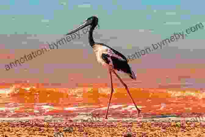 A Stunning Photograph Of A Western Australian Bird In Flight BIRDS OF WESTERN AUSTRALIA DRMW