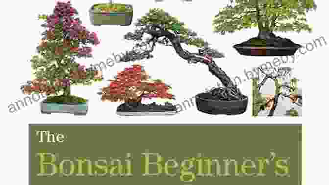 Advanced Bonsai Techniques The Bonsai Bible: The Definitive Guide To Choosing And Growing Bonsai