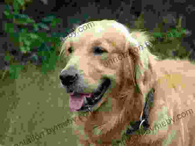 Africa The Golden Retriever Dog Hero Jock Of The Bushveld: Africa S Best Loved Dog Hero (Africa S Bravest Creatures 3)