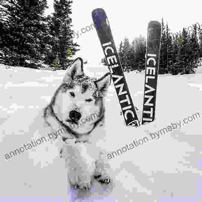  Beginner Level Bird Dog For Skiing SKIING EXERCISES FOR BEGINNERS AND INTERMEDIATE SKIERS