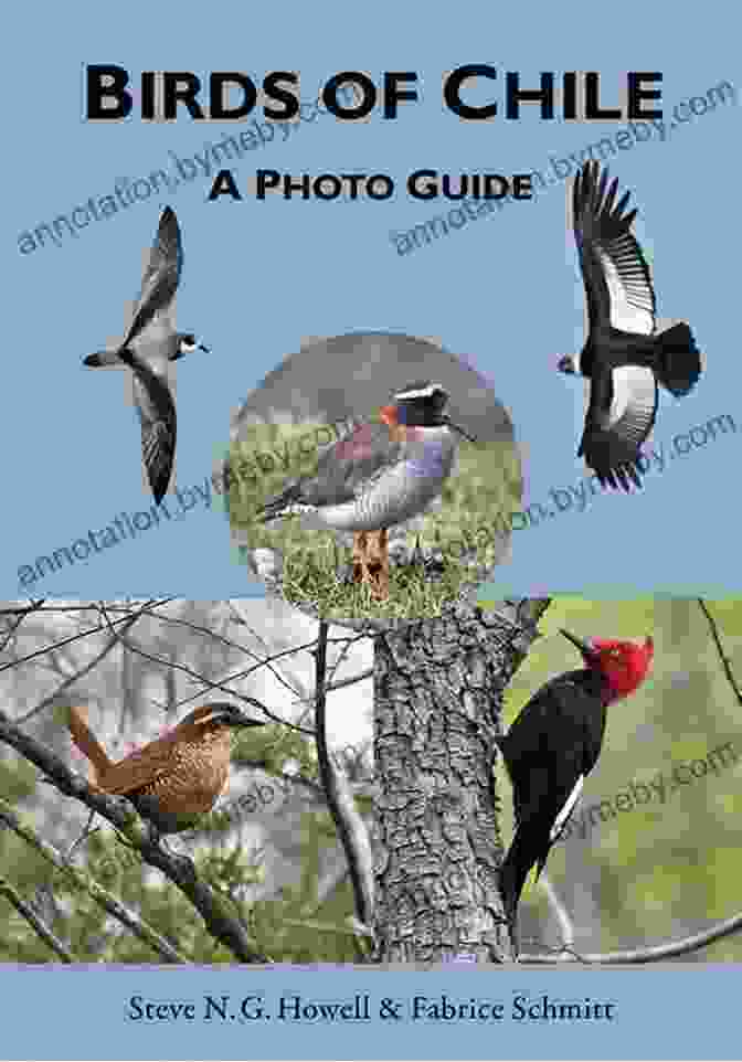 Birds Of Chile Photo Guide: Stunning Photography, Detailed Descriptions, Expert Insights, And Comprehensive Coverage Birds Of Chile: A Photo Guide