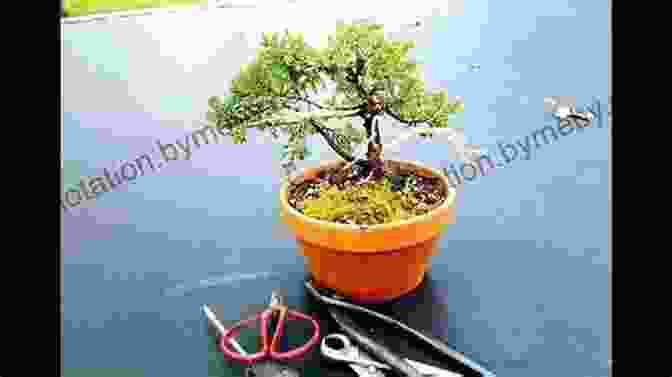 Creating A Bonsai From Scratch The Bonsai Bible: The Definitive Guide To Choosing And Growing Bonsai