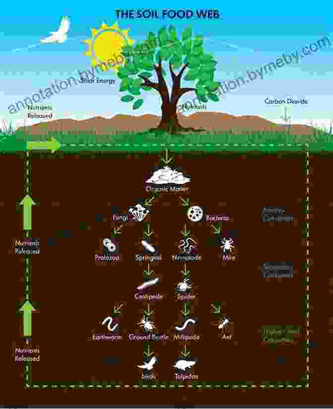 Diagram Of The Soil Food Web Grow Your Soil : Harness The Power Of The Soil Food Web To Create Your Best Garden Ever