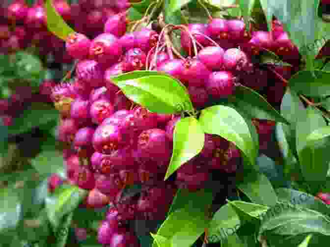 Eugenia Suborbicularis, A Species Of Lilly Pilly, Displays Its Attractive Reddish Purple Berries That Are A Favorite Food Source For Birds. VERTICORDIAS And Other MYRTACEAE Of WESTERN AUSTRALIA