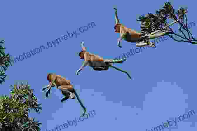 Five Monkeys Jumping Down From A Tree Five Little Monkeys Wash The Car (A Five Little Monkeys Story)