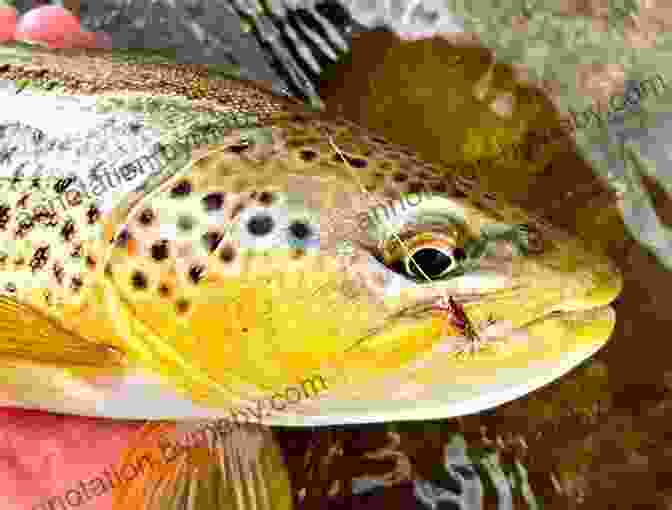 Fly Fisher Attentively Observing A Flowing Stream, Studying The Currents And Aquatic Life Wet Flies: Fishing (Solution Book)