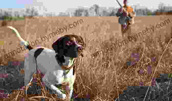 Game Birds And Gun Dogs Book Cover Featuring A Hunter With A Shotgun And A Dog Pointing At Game Birds Game Birds And Gun Dogs: True Stories Of Hunting Grouse Quail Pheasant And Waterfowl In North America