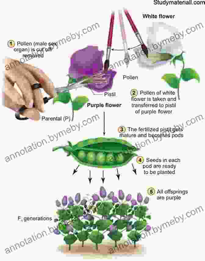 Gregor Mendel Conducting Experiments With Pea Plants The Story Of Evolution In 25 Discoveries: The Evidence And The People Who Found It