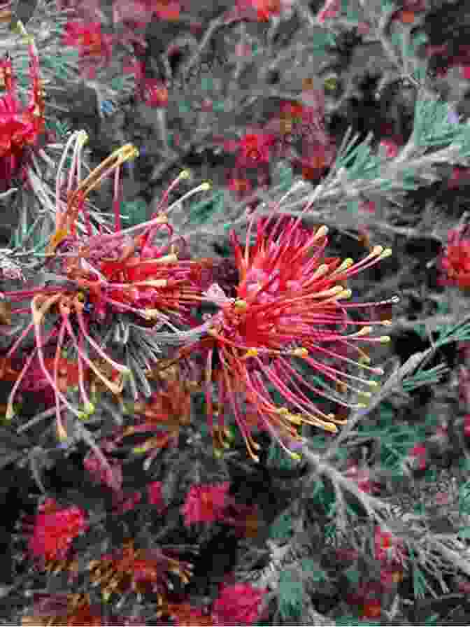 Grevillea Thelemanniana Ablaze With Vibrant Red Flowers Banksia Grevillea And The Other Proteaceae Of Western Australia