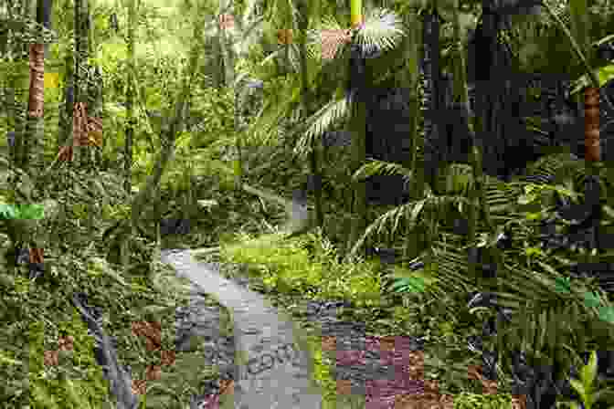 Hike Through The Lush Rainforest Of El Yunque, Puerto Rico The Island Hopping Digital Guide To The Northwest Caribbean Part I The Northern Coast Of Jamaica