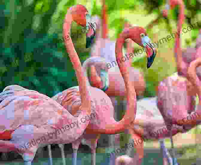 Iconic Pink Flamingos In The Celestún Biosphere Reserve, A Haven For Birdwatching My Adventures Around The World: Yucatan: Winter 2024