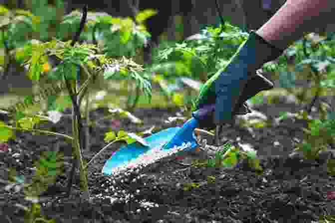 Image Of A Gardener Fertilizing A Vegetable Garden Vegetable Gardening For Beginners Jason Wallace