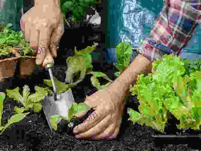 Image Of A Gardener Selecting Vegetable Seedlings Vegetable Gardening For Beginners Jason Wallace