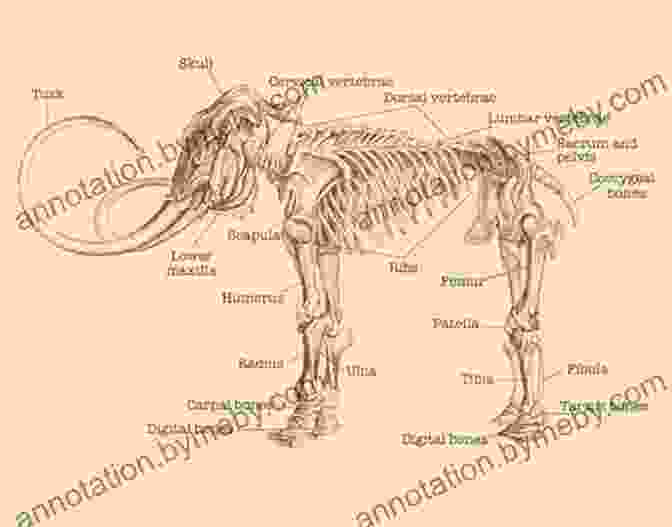 Mammoth Anatomy Meet The Mammoth: Fun Facts Cool Pictures