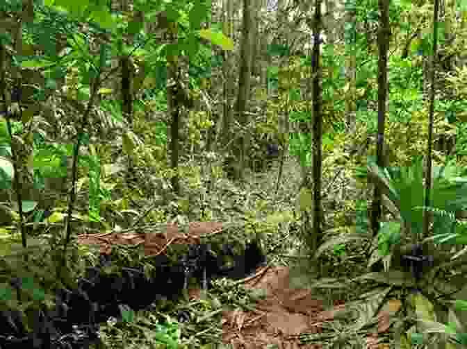 Panoramic View Of A Lush Rainforest In Central America TewOhJuanAte: A 28 Day Blog Through Central America