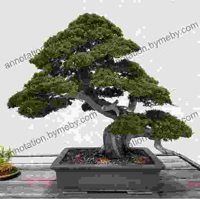 Styling And Aesthetics In Bonsai The Bonsai Bible: The Definitive Guide To Choosing And Growing Bonsai