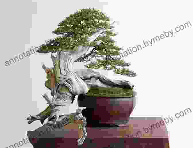 The Ancient Art Of Bonsai The Bonsai Bible: The Definitive Guide To Choosing And Growing Bonsai