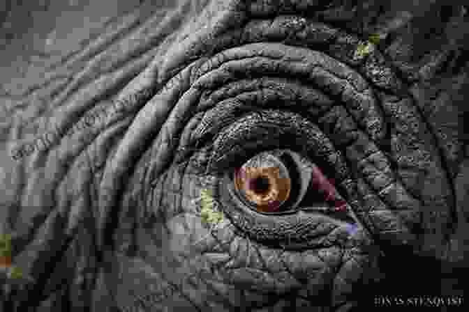 The Eye Of The Elephant Book Cover Featuring A Majestic Elephant With A Mesmerizing Eye The Eye Of The Elephant: An Epic Adventure In The African Wilderness