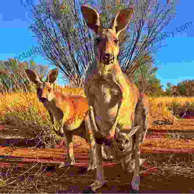 The Family Encountering Kangaroos In The Outback Campervan Kama Sutra: Outback Australia With A Camper Trailer Three Kids And A Dog *