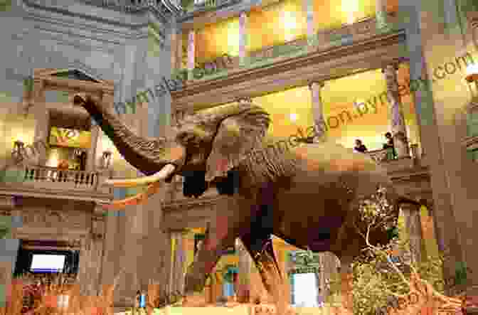 The National Museum Of Natural History, Showcasing The Wonders Of The Natural World DK Eyewitness Washington DC (Travel Guide)