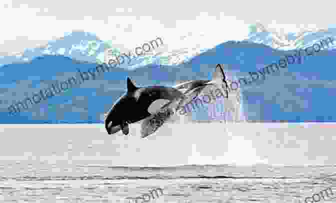 Thrilling Whale Watching Experience In Resurrection Bay DK Eyewitness Alaska (Travel Guide)