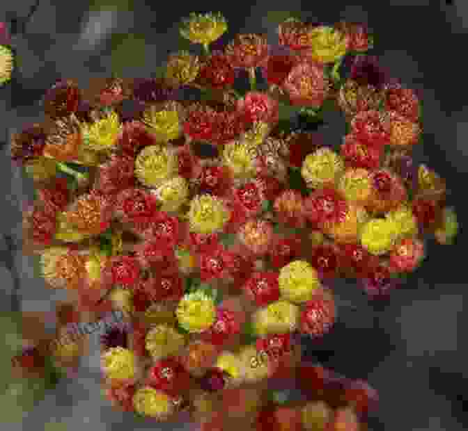 Verticordia Grandiflora, Known As The Grand Verticordia, Showcases Its Delicate Pink Petals And Intricate Floral Structures. VERTICORDIAS And Other MYRTACEAE Of WESTERN AUSTRALIA