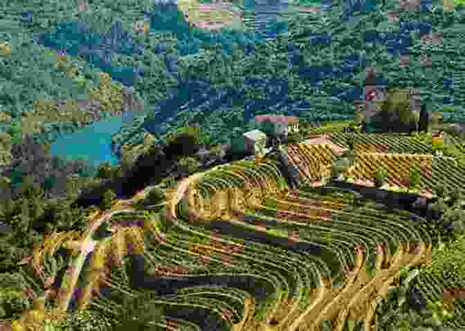 Vineyards Cascading Down The Slopes Of The Picturesque Douro Valley, Portugal DK Eyewitness Portugal (Travel Guide)