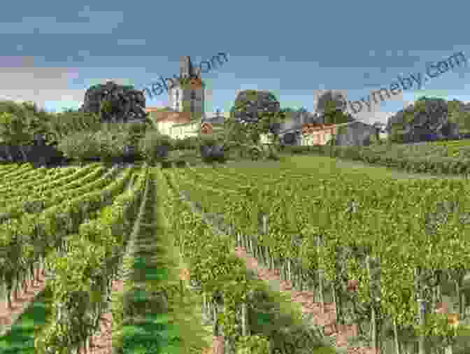 Vineyards In Bordeaux, France Cycling The Canal De La Garonne: From Bordeaux To Toulouse (Cicerone Cycling Guides)