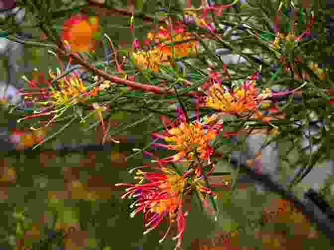 Well Tended Banksia And Grevillea Plants In A Garden Setting Banksia Grevillea And The Other Proteaceae Of Western Australia