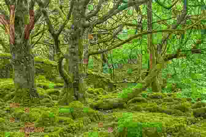 Woodland Biodiversity In Ireland Wildwoods: The Magic Of Ireland S Native Woodlands