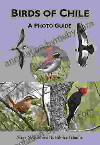 Birds Of Chile: A Photo Guide